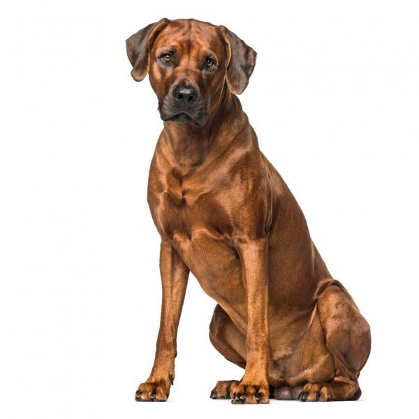 Rhodesian Ridgeback