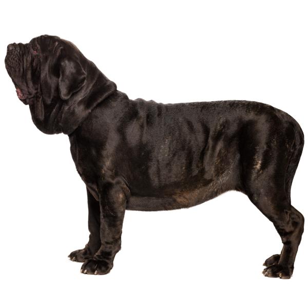 Mastino Napoletano