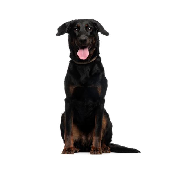 Beauceron o Cane da Pastore di Beauce
