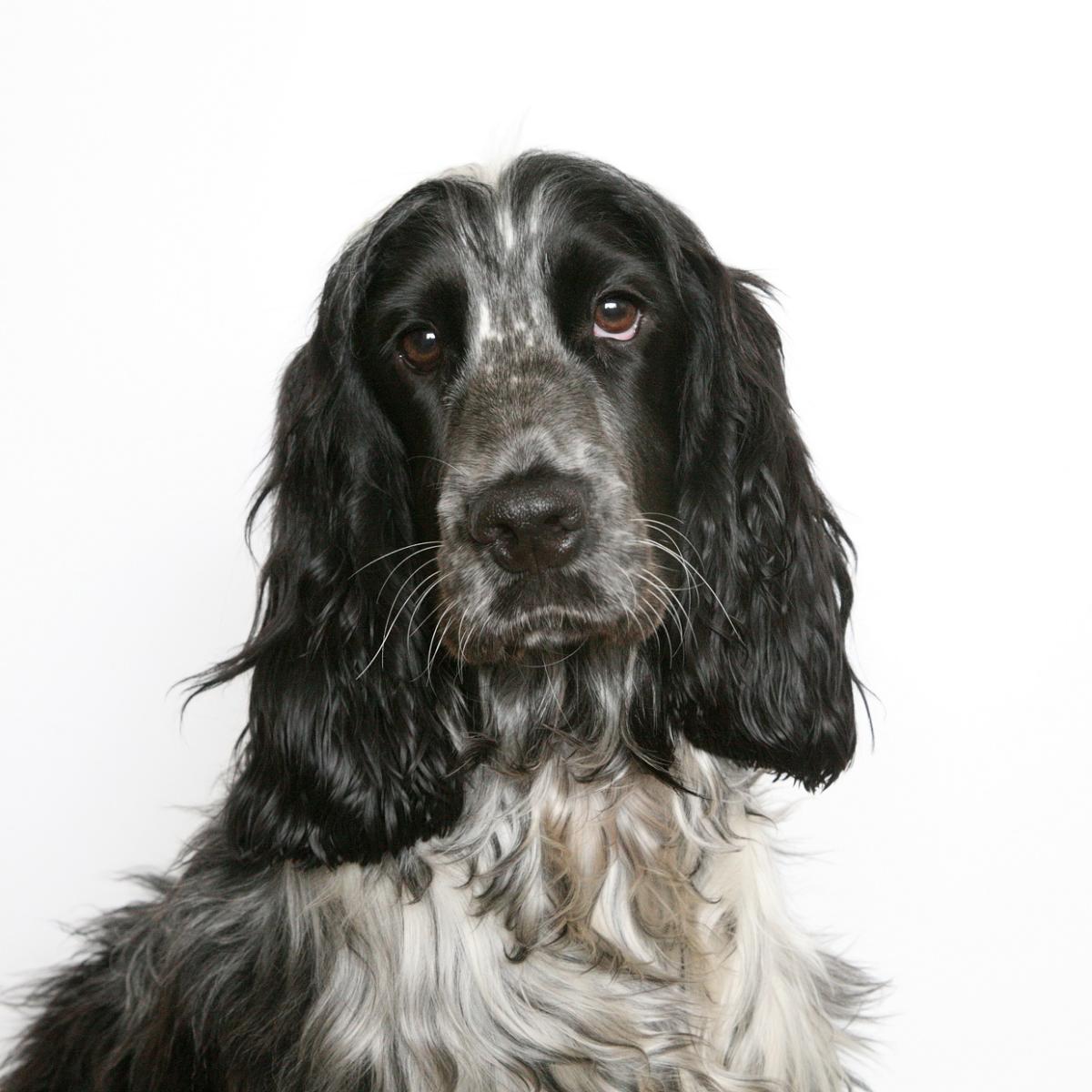 Cocker Spaniel Inglese