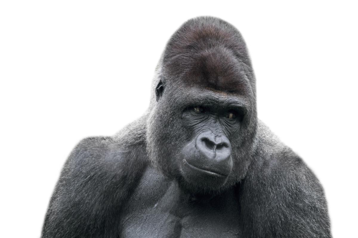 Gorila occidentale (Gorilla gorilla)