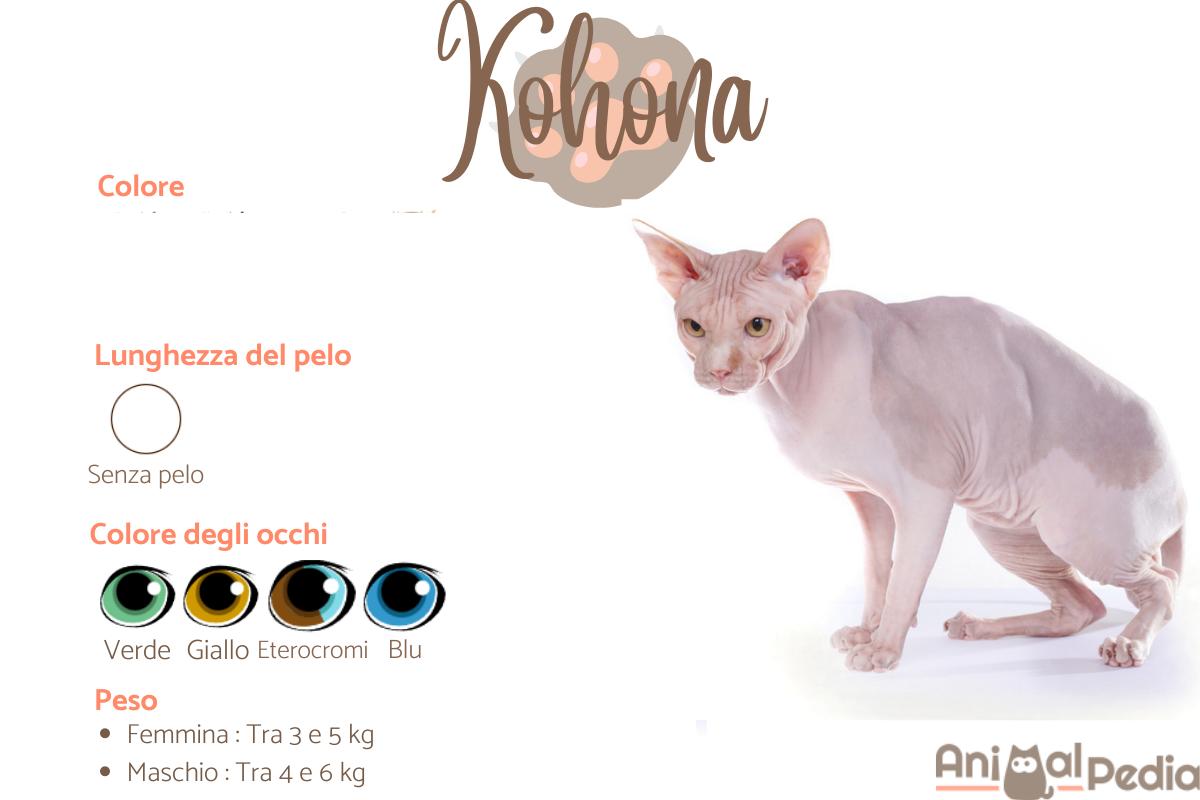 Kohona, Kohana o gatto nudo hawaiiano
