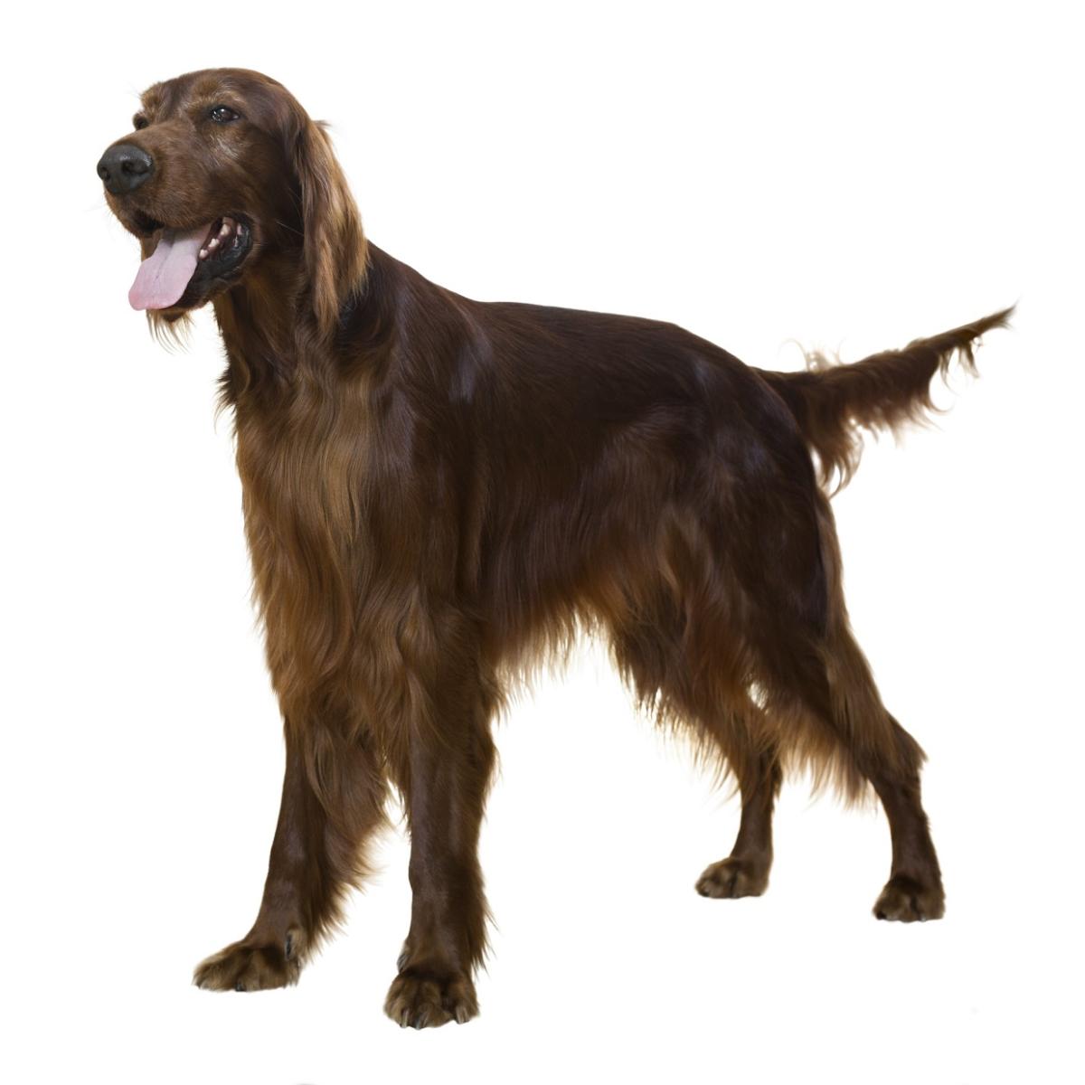 Setter Irlandese rosso