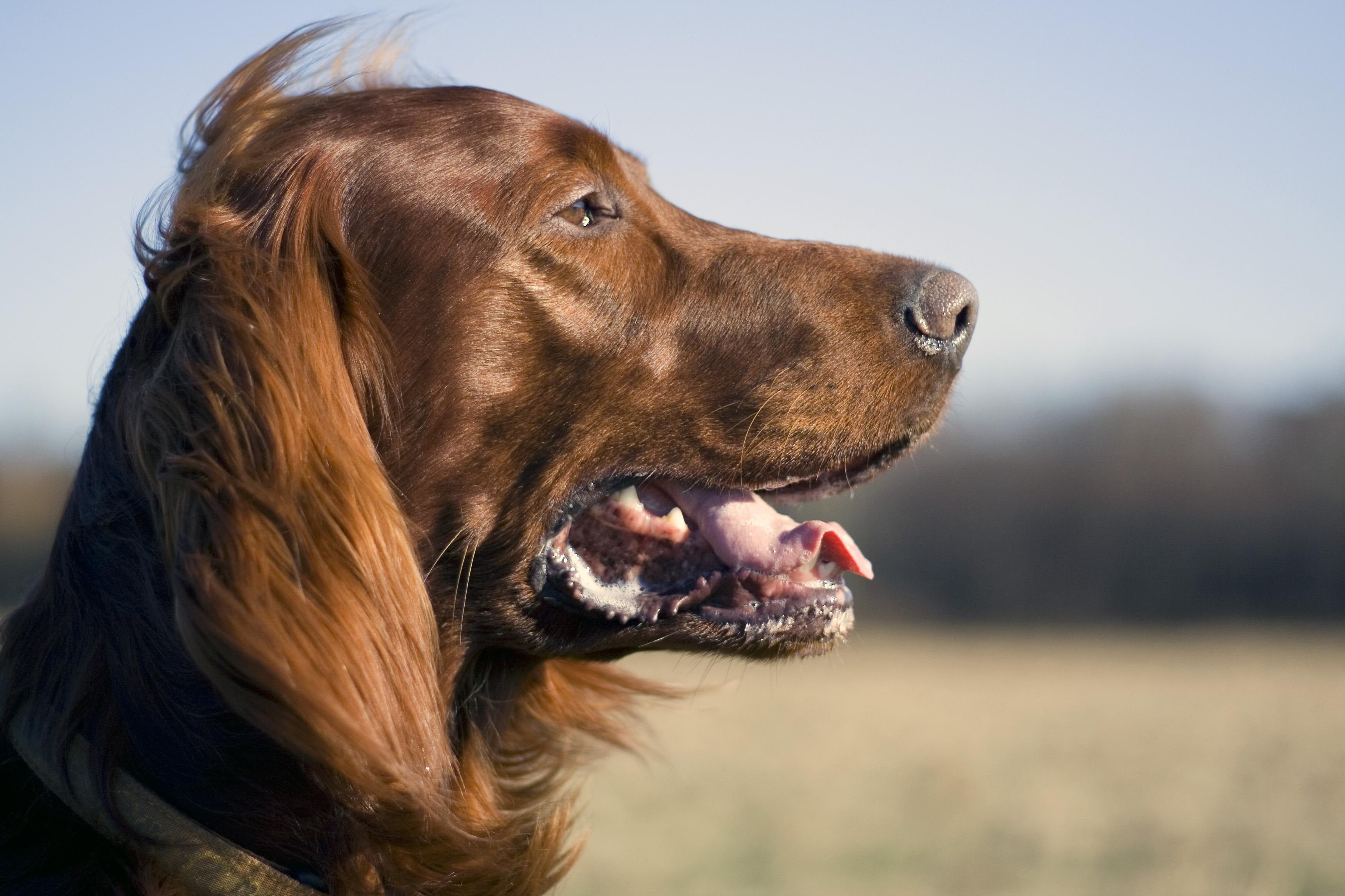 Cane Setter Irlandese rosso: caratteristiche e foto