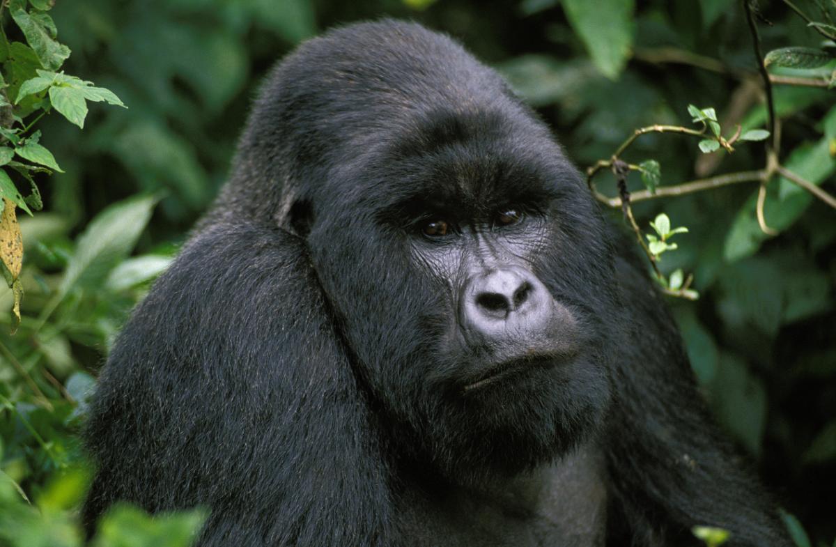 Gorilla orientale (Gorilla beringei)