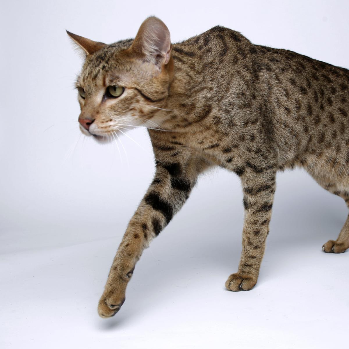 Gatto Ashera