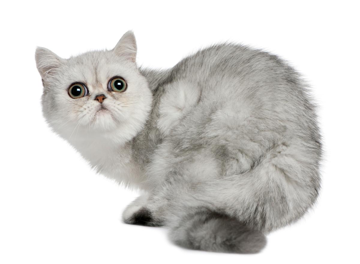 Gatto Exotic Shorthair