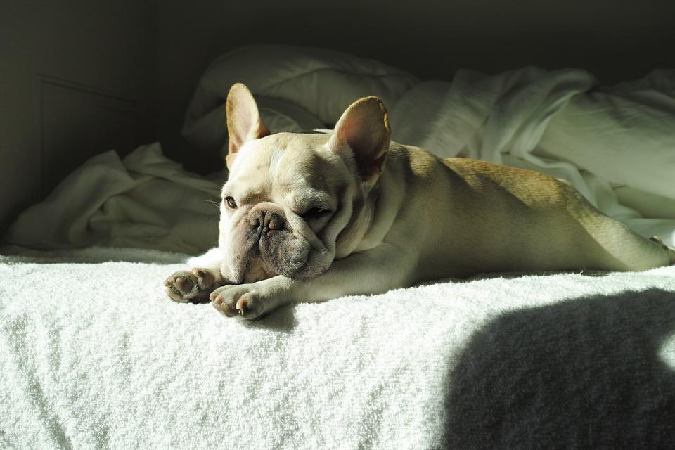 Cartello Attenti Al Cane Bulldog Francese → Classifica dei Più Venduti