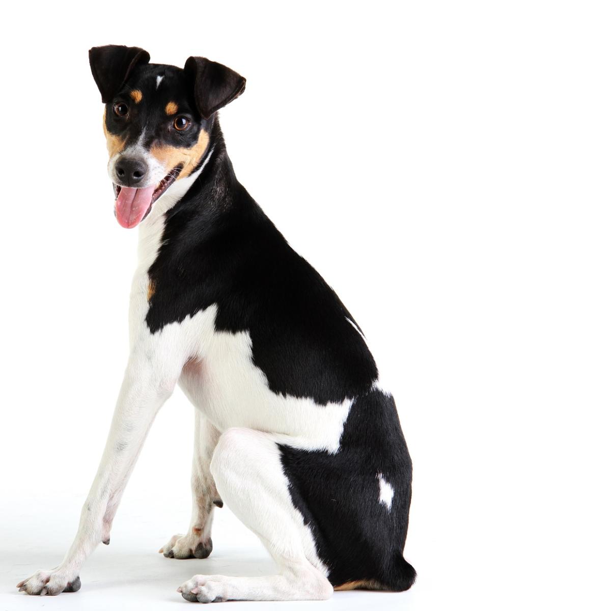 Fox Paulistinha o Terrier Brazileiro