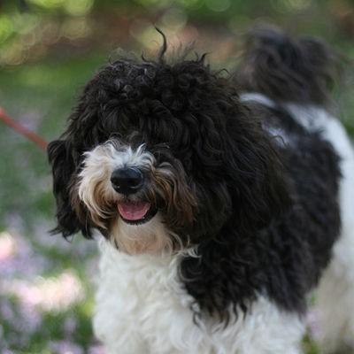 Bichon Havanais
