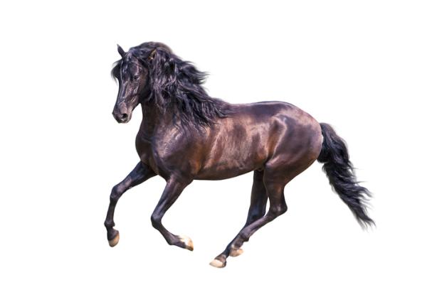 Cavallo andaluso