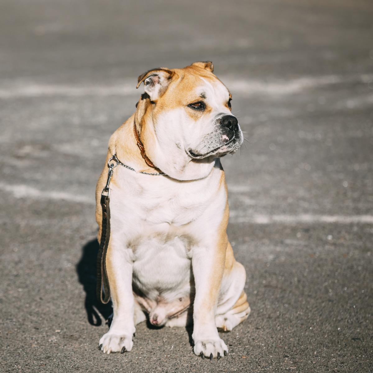 Ca de Bou o Mastino di Maiorca