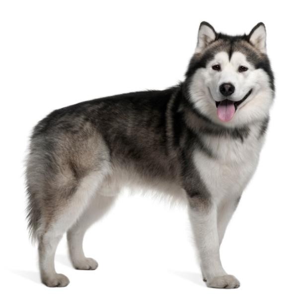 Alaskan Malamute