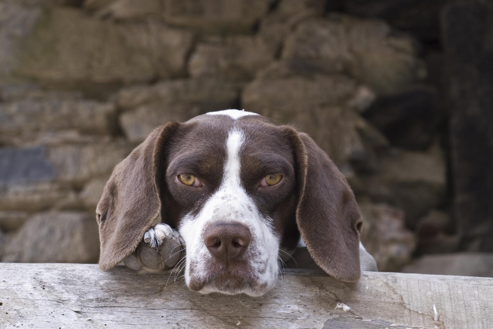 Cane Pointer Inglese: caratteristiche e foto