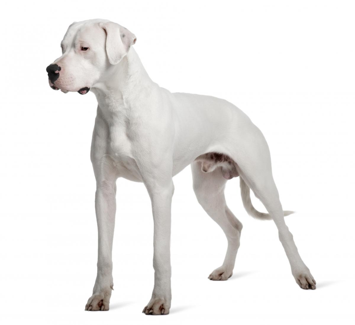 Dogo Argentino