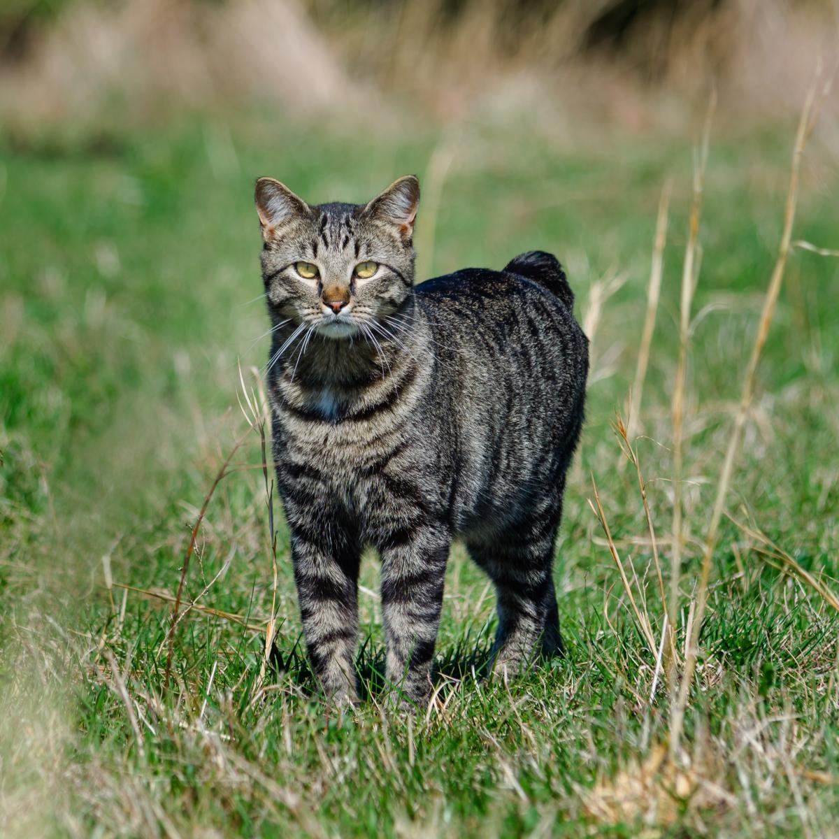 Gatto dell'Isola di Man o Manx